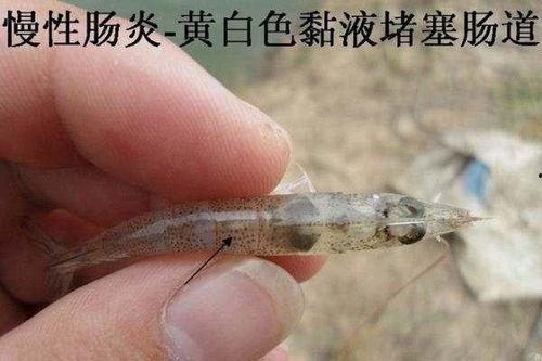 凤尾吃小瓜虫,生态养殖新思路