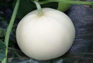 新疆梨瓜怎么吃,解锁夏日清新美味