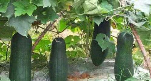 花间堂吃瓜,品味瓜果盛宴，尽享夏日清凉时光