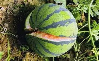 吊裂瓜怎么吃,解锁美味新体验