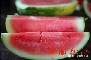 深河村吃瓜,瓜香四溢，共享丰收喜悦