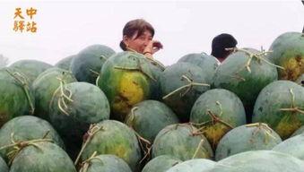 卖瓜吃瓜现场视频大全下载