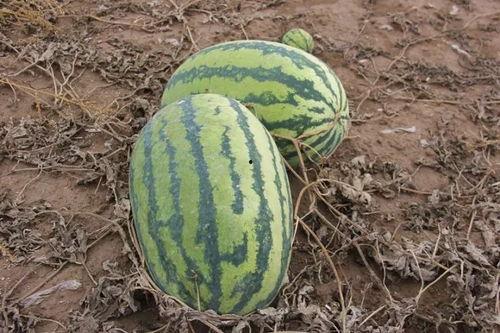 小城里吃瓜,揭秘本地特色美食背后的故事