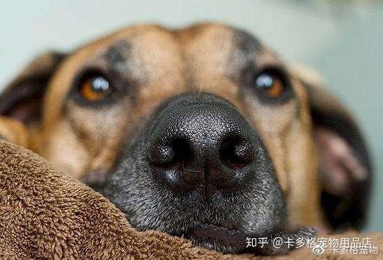 狗狗吃角瓜过敏,角瓜成过敏源，宠物主人需警惕