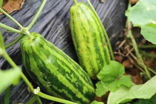 吃瓜不爱吃瓜什么意思,网络流行语的深层含义