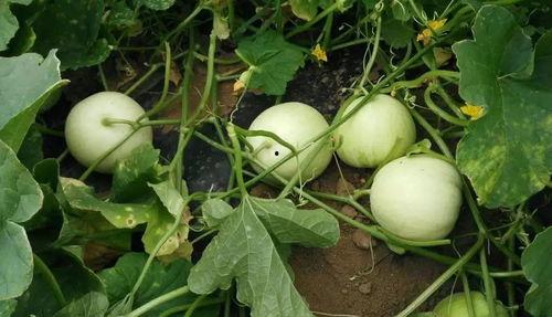 像香瓜的瓜叫什么瓜可以炒着吃,揭秘可炒食的神秘瓜类