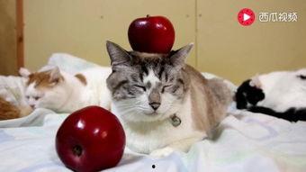 猫猫可以吃福瓜,福瓜成为猫咪新宠