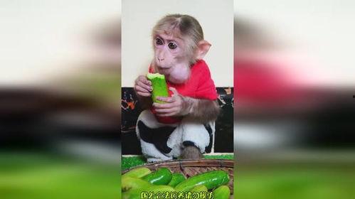 猴哥吃瓜2,揭秘娱乐圈背后的秘密与风波