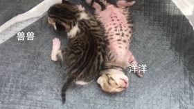 喵小兔吃瓜,喵小兔的瓜界探险记