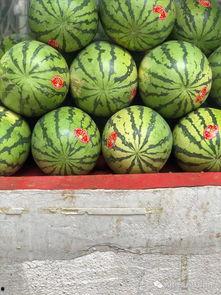 中山公园吃瓜视频,趣味横生的夏日街头一幕