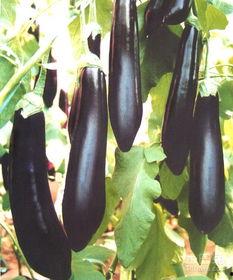 吃茄瓜感觉苦,探寻苦味背后的秘密与营养价值