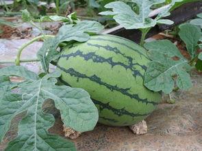 长垣吃瓜事件解析,揭秘背后真相与网络舆论的漩涡