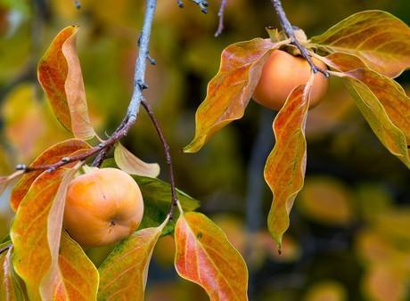 吃瓜的柿子,探寻吃瓜时代的甜蜜诱惑