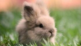 喜欢吃瓜的兔子