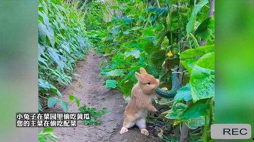 喜欢吃瓜的兔子
