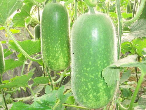 王博士带你吃瓜,揭秘娱乐圈那些不为人知的秘密