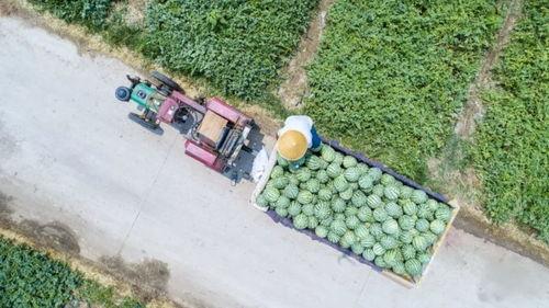 河南建筑吃瓜,吃瓜群众眼中的风云变幻