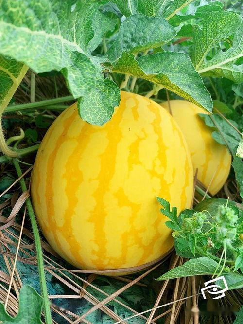 吃美人瓜季节,尽享美人瓜的清凉美味