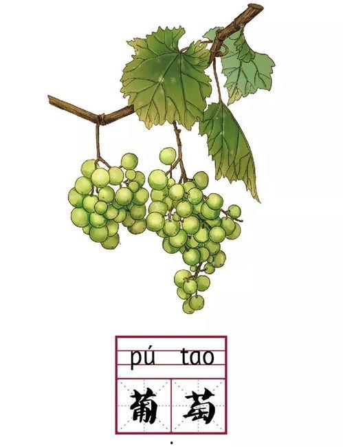 瓜吃的拼音,探寻“瓜吃的”独特魅力