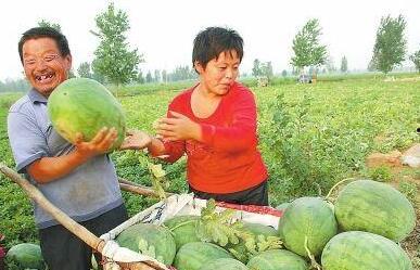 台前县吃瓜视频,揭秘当地特色美食与风土人情