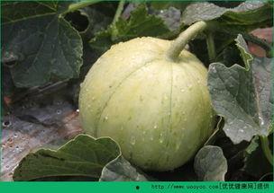 空腹吃瓜好不好