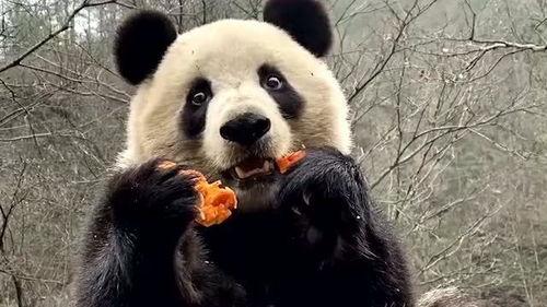 抽烟吃瓜的熊猫头,趣味横生的悠闲时光