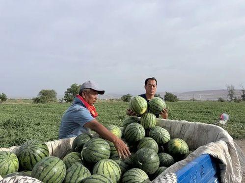中骏广场吃瓜,吃瓜群众见证的美食盛宴