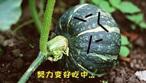 瓜会吃胖吗,吃瓜真的会让人发胖吗？揭秘真相