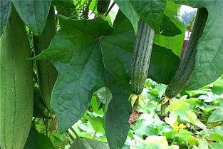 胡水瓜根瓜可以吃吗,探究其食用价值与食用方法