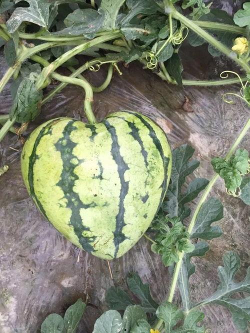 任意吃瓜,娱乐圈背后的那些事儿