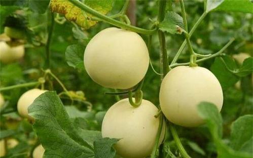 梦见吃籽瓜又吃甜瓜