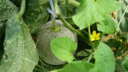 喊你吃瓜,跟随“喊你吃瓜”探寻明星幕后故事