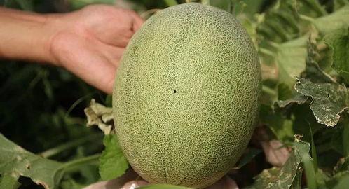 假吃哈密瓜,揭秘哈密瓜的“美味”之谜