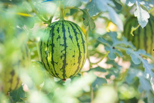 常用吃瓜地址,一网打尽全网热门事件