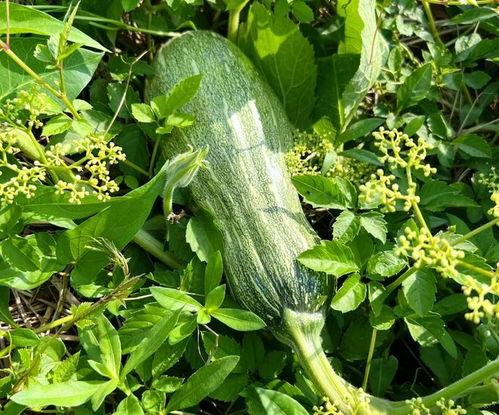 云南吃的瓜尖,探寻独特瓜尖美食之旅