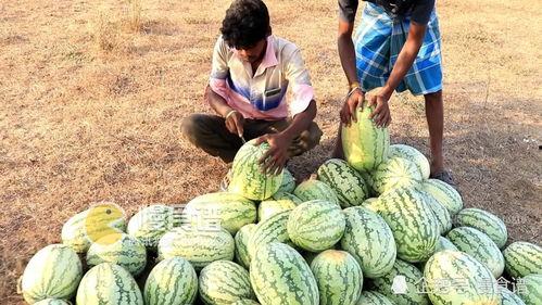 hlj39吃瓜网,揭秘娱乐圈最新热点，带你畅游八卦海洋