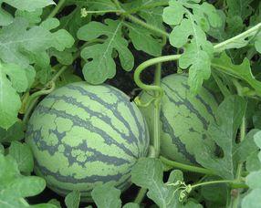 孕妇可以吃长瓜,长瓜助力母婴健康