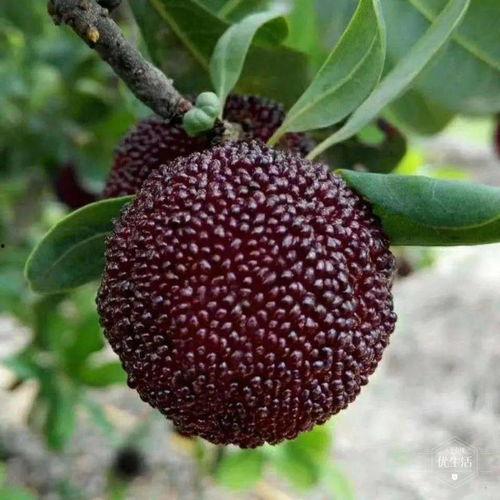 大丫头到处吃瓜,揭秘娱乐圈那些事儿