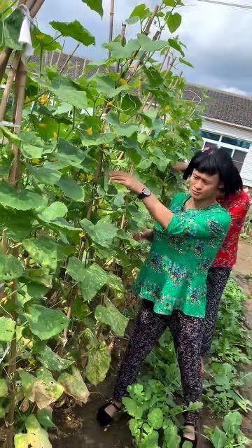 吃瓜婶婶,她眼中的娱乐圈风云