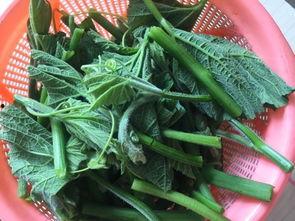 素瓜尖怎么吃,探索健康美味的烹饪新境界