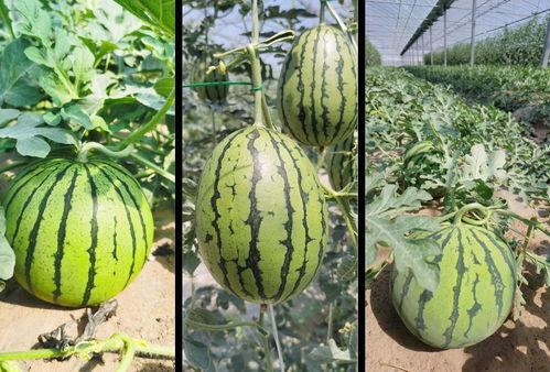 都市类吃瓜文,豪门恩怨，吃瓜群众围观大戏