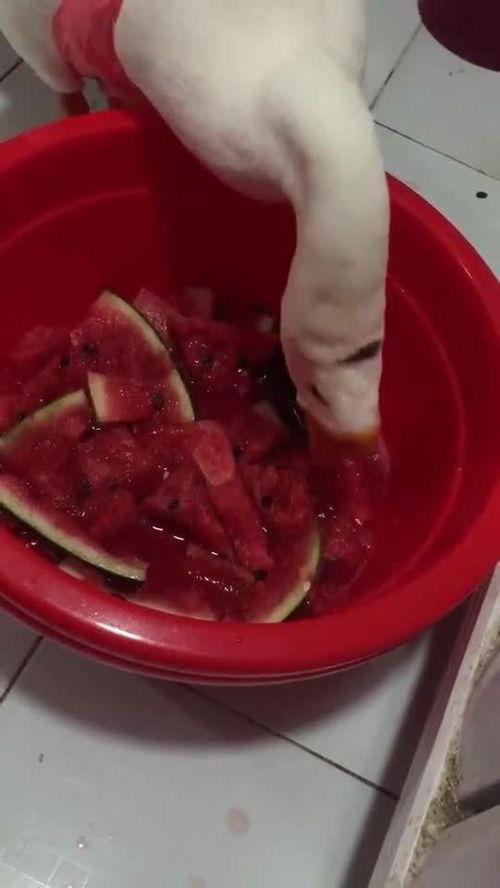 吃鹅能吃瓜吗,探寻鹅食瓜的奇妙组合