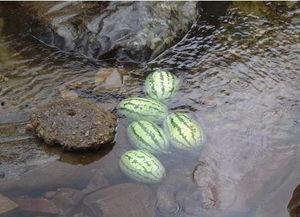 济南方舱吃瓜,见证战“疫”中的温馨瞬间