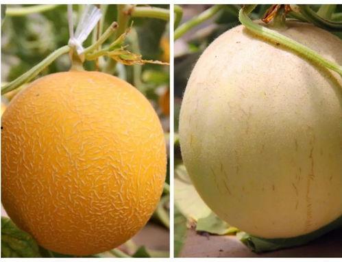 继续吃瓜完整版,一场娱乐圈的狂欢盛宴