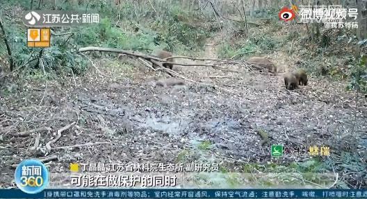 南京野猪下山吃瓜
