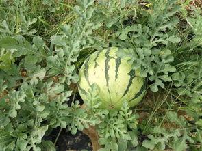 梦到吃瓜摘桃,瓜果飘香，桃李满园